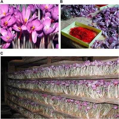 Preventing Dementia Using Saffron, The Kampo Medicine, Kamiuntanto, and Their Combination, Kamiuntantokabankoka